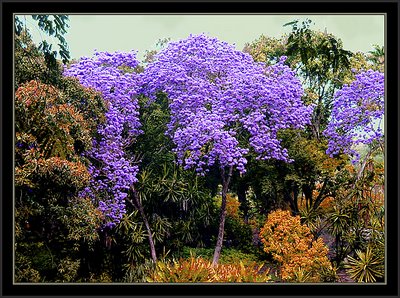 Ipês' Garden