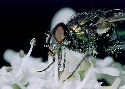 The Fly