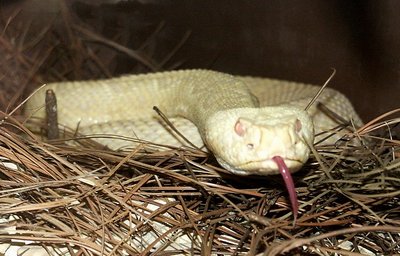 Albino Rattle Snake