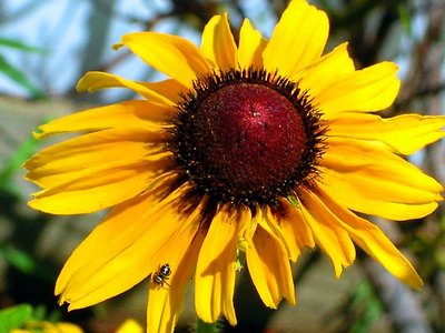 Bug n' Daisy