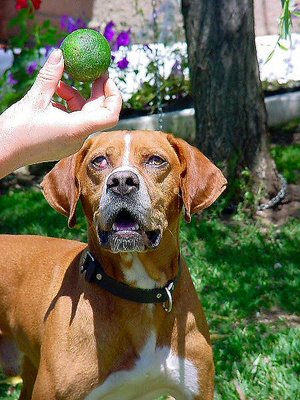 Dog looking to the ball