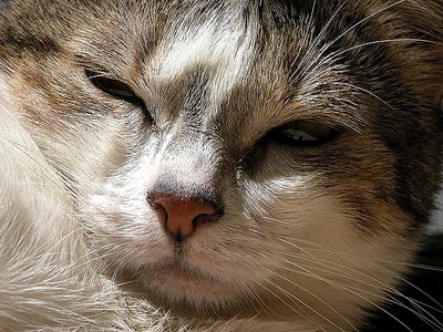 Sunny cat