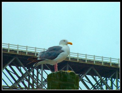 Up Top Seagull