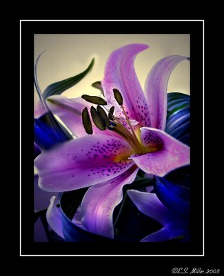 Purple lily