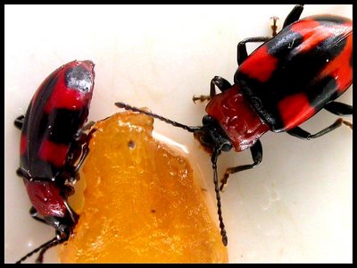 Red & Black 2
