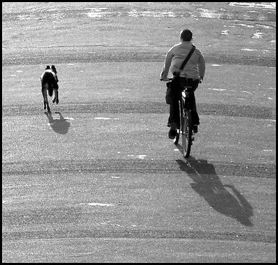 Exercising the dog on a bike.