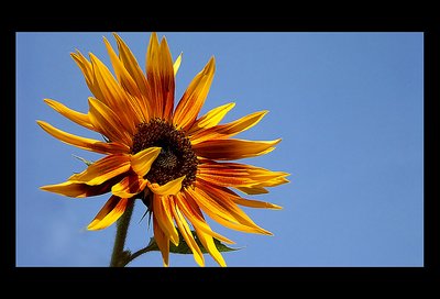 Summersunflower