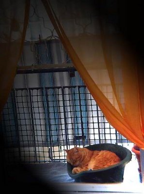Ginger is home.