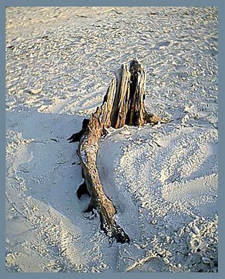 Driftwood