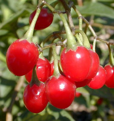 Berries