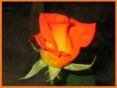 Orange Rose