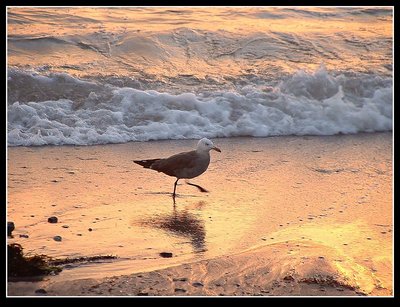 Running Seagull