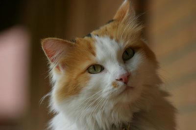 The Cat Next Door