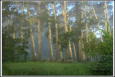 Pines in Morning Fog and Light
