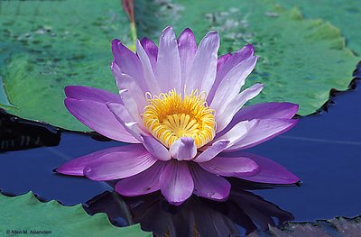 Waterlily  (s958)