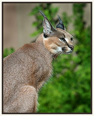 Caracal Africian Lynx