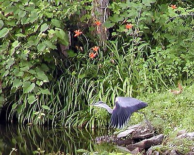 Great Blue Heron Takes Off