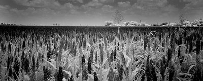 Maize Field Panorama in IR