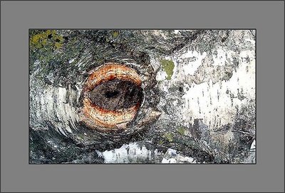 Polyphemus'  birch