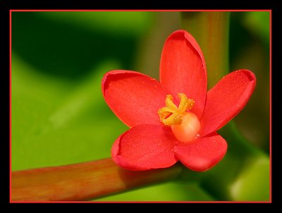 A little red flower