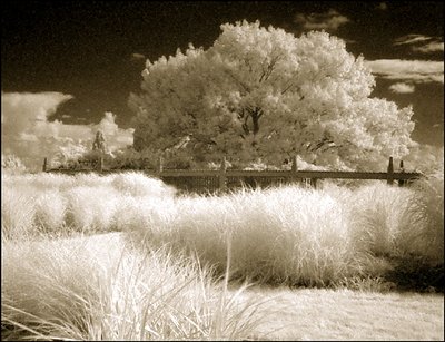 grass view