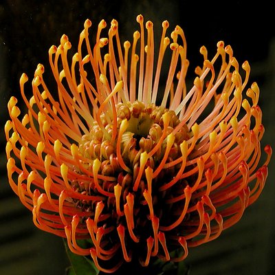 pincushion protea