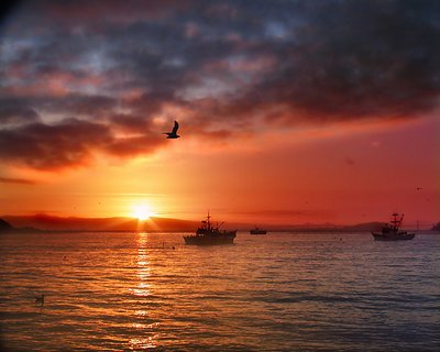 herring boats iv