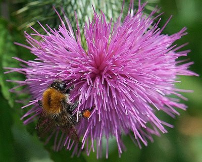 Bumble bee at work on a thistle