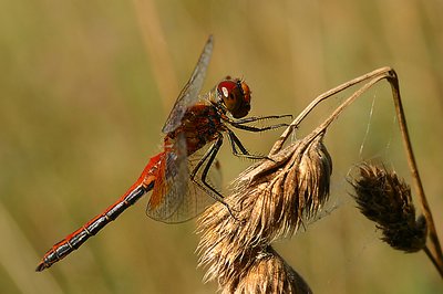 red and brown