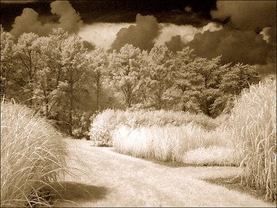 grasses and clouds