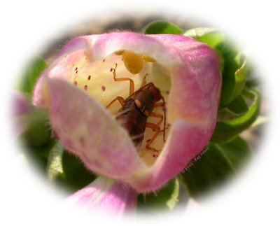 Nestled In A Pink Bell
