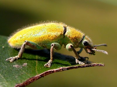 GOLD WEEVIL