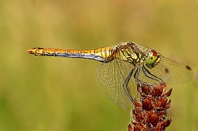 dragon fly