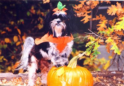 Millie, the Pumpkin