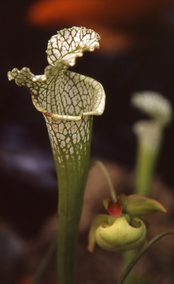 pitcher plant