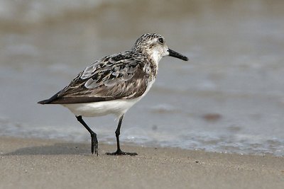 Sandpiper