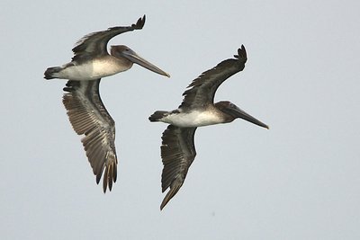 Pelicans in Flight