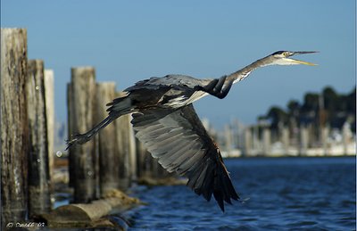 Great Blue Heron