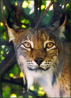 European lynx