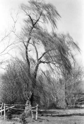 Willow Tree