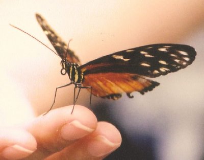 Butterfly on Finger