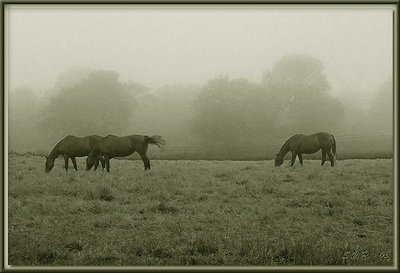 Horses in Sepia