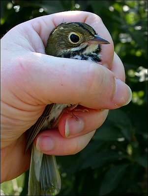 A Bird in the Hand