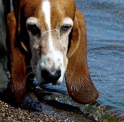 Watson our Basset Hound  at the beach