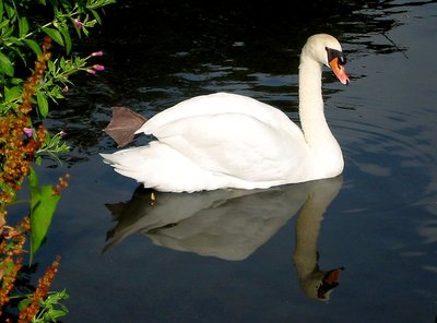 Swan in rest