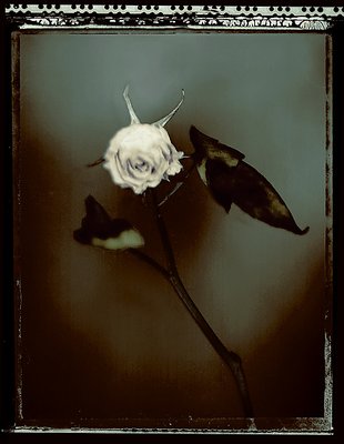 dead rose...