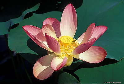 Lotus Flower (s964)