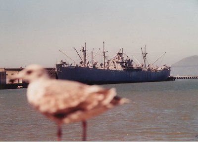 boat and bird