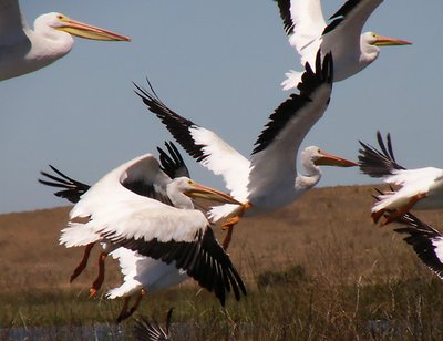 Pelicans Taking Wing...