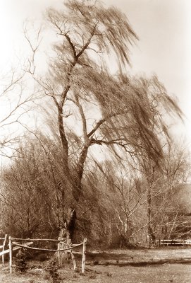 Willow Tree Sepia